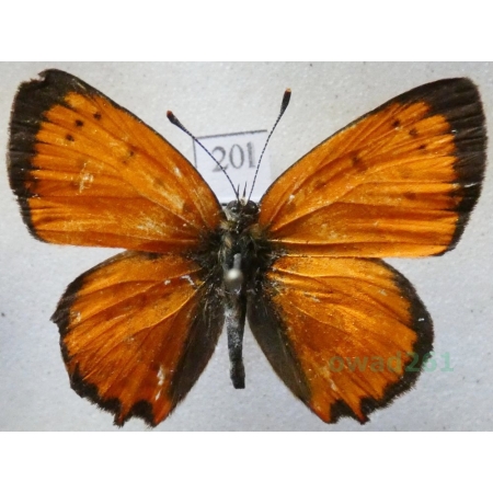 Lycaena ottomana (Lefèbvre, 1830) male Czerwończyk ottomański Bulgaria20l